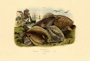 ダブ、1833-39 作： French School
